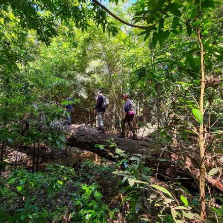 Caminhada na Floresta com Guia Nativo